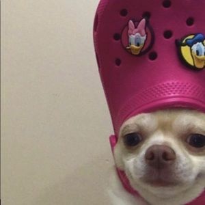 Meet your Posher, Daisy